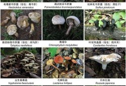 野生菌爆料视频大全最新,探寻大自然的神秘馈赠