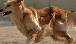 胖犬来爆料视频,揭秘娱乐圈幕后真相