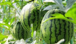 超强吃瓜合集免费观看下载,免费观看与下载，一网打尽热门资讯！