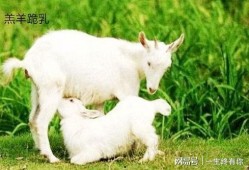 晴天小羊有多少网红吃瓜,揭秘网红吃瓜背后的故事