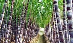 热点爆料甘蔗怎么做视频,视频教程带你轻松学会