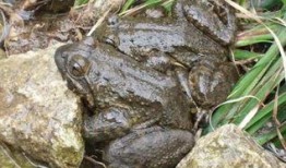 泥蛙养殖爆料方法视频,视频爆料养殖方法全解析