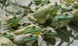 泥蛙养殖爆料方法视频,视频爆料养殖方法全解析