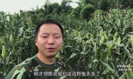 关于乡村型男最新爆料,揭秘乡村型男潮流崛起背后的故事