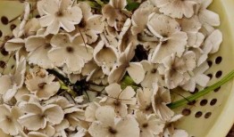 野生菌爆料视频大全最新,探寻大自然的神秘馈赠