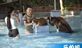 黄狗水池爆料怎么办视频,揭秘事件背后真相