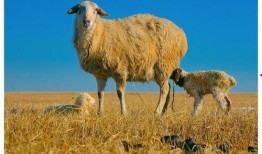 羊了个羊最新爆料,揭秘游戏背后的秘密与未来走向