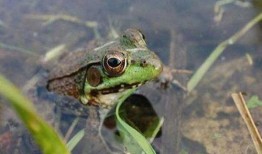 泥蛙养殖爆料方法视频,视频爆料养殖方法全解析