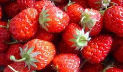 草莓吃瓜全文免费阅读,一场甜蜜的瓜田奇遇